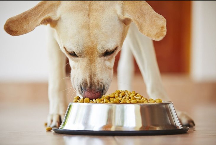 large breed puppy eating food out of bowl