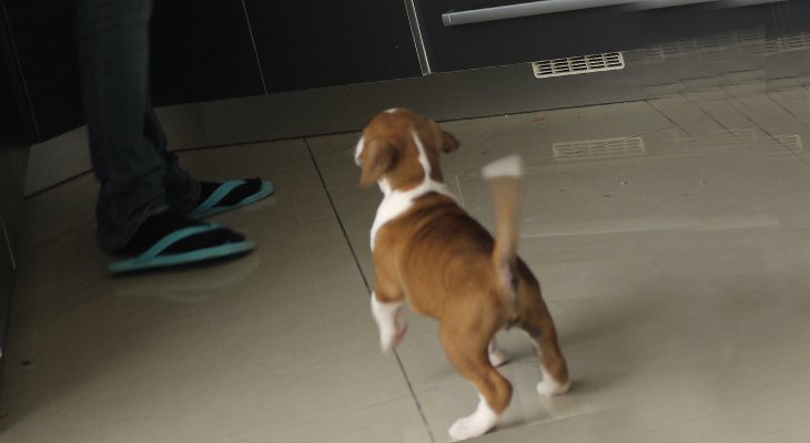 Boxer puppy in kitchen waiting on his or her daily food