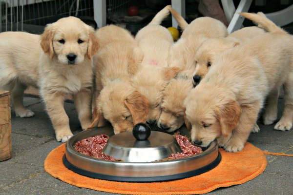 Puppies on a raw meat diet each eating its own portion