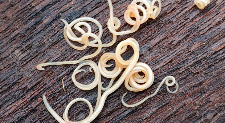 roundworms that can reside in dogs and their poop