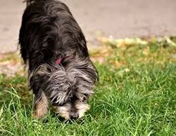 puppy eating grass 