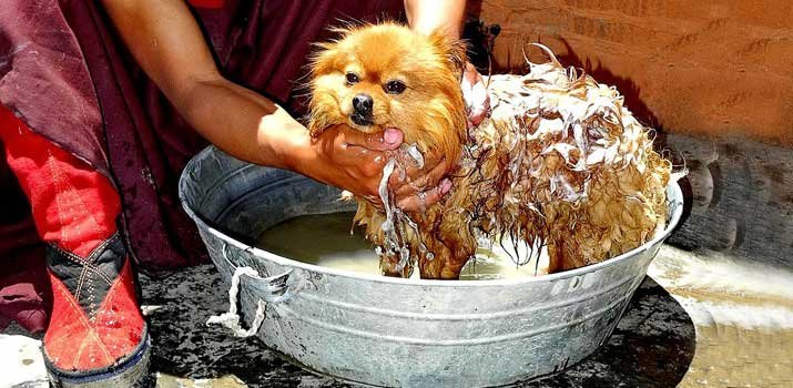 pup in a dog bath getting his fur washed