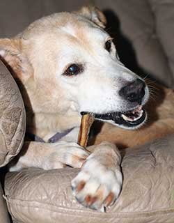 dog chewing on a healthy bully stick