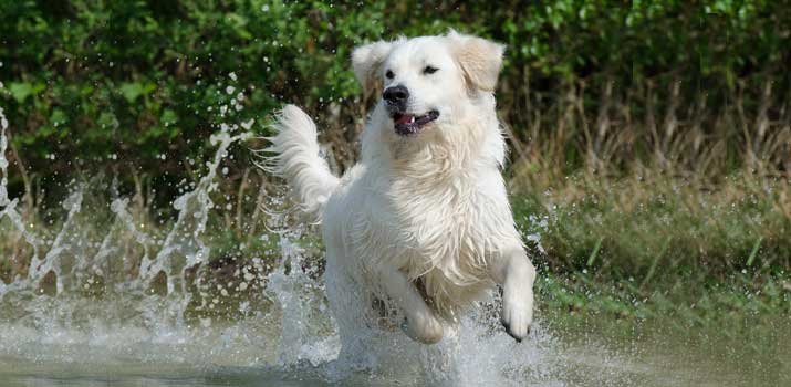 golden retriever puppy training