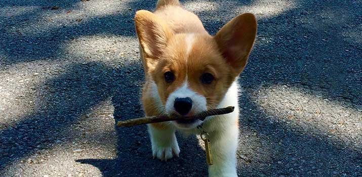 puppy with a bully stick