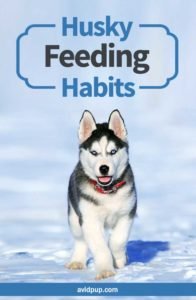 What do Huskies Eat? (feeding habbits)