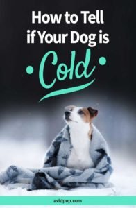 How to Tell if Your Dog is Cold