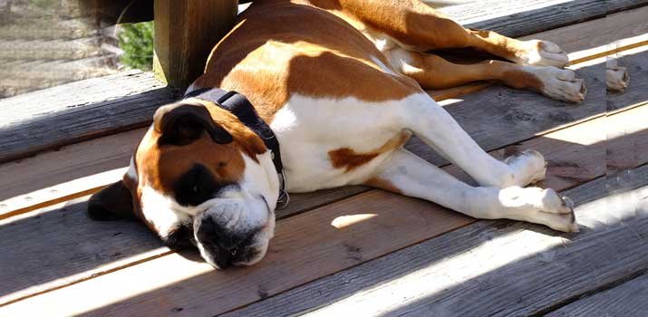 dog laying on wood outside in hot weather