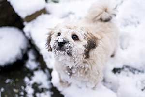 pup standing outside in the extreme cold and snow