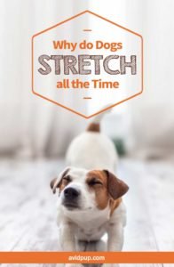 Why do Dogs Stretch all the Time?