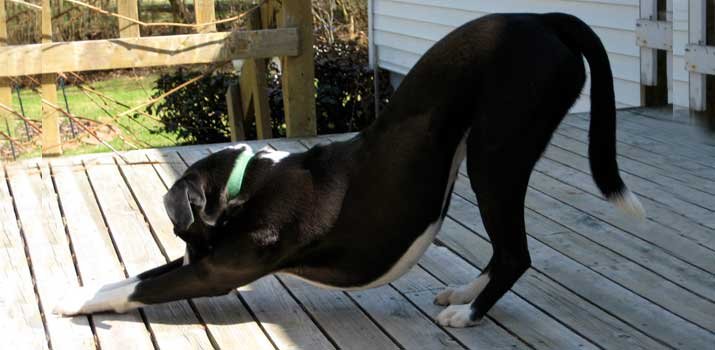 dog stretching entire body