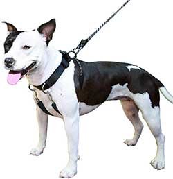 Sporn Training Dog Halter