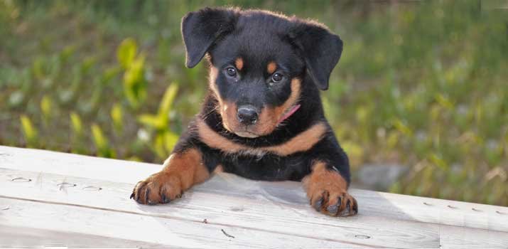 Well fed Rottweiler Puppy climbing on table 
