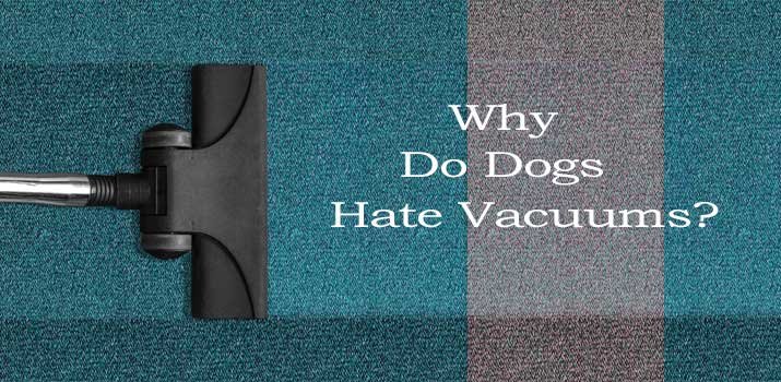 Why do Dogs Hate Vacuums