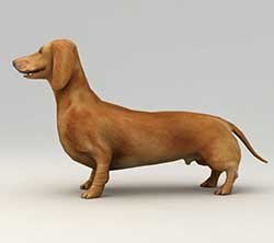 dachshund size dimensions