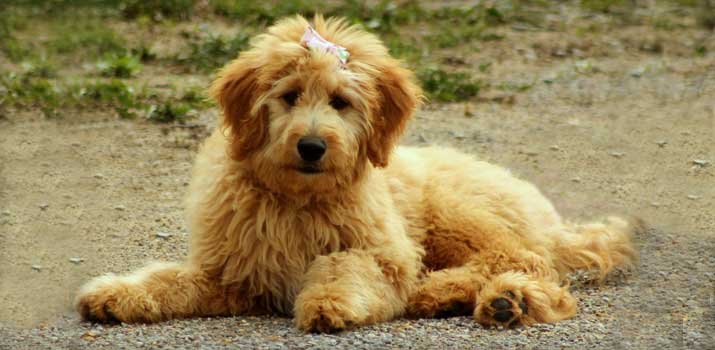 well-fed-Goldendoodle