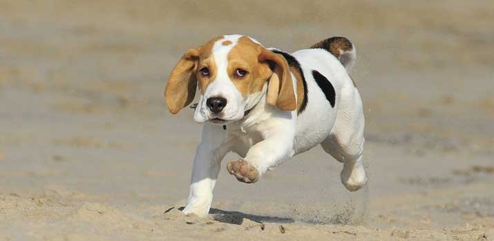 well fed acive beagle puppy