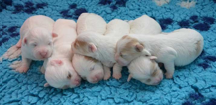 new born puppies that need to be fed with milk
