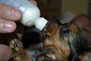 puppy-drinking-a milk-replacer from a bottle