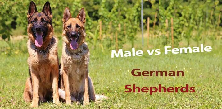male vs female german shepherd