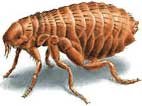 insect bug flea