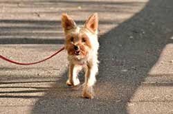 Socialise Your Dog by taking him or her out for walks