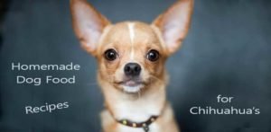 Homemade dog food recipes for Chihuahua's