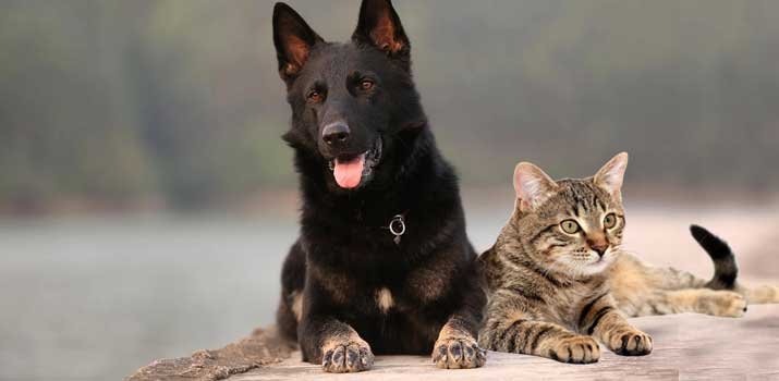 German Shepherd teaming up with a cat
