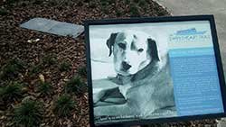 dog burried grave memorial