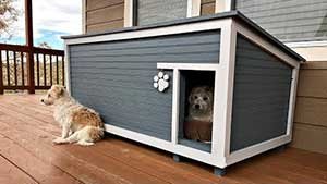 dog house near human home to protect it from wind and cold
