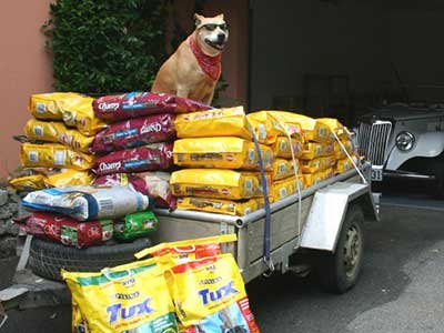 buying and storing dog food in bulk