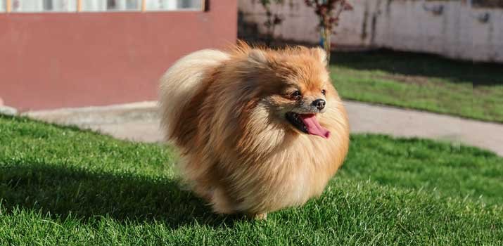 Pomeranian  with beautifull fur