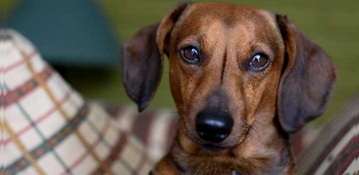 medium energy dachshund dog