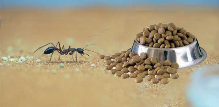 Ant crawling towards dog food bowl