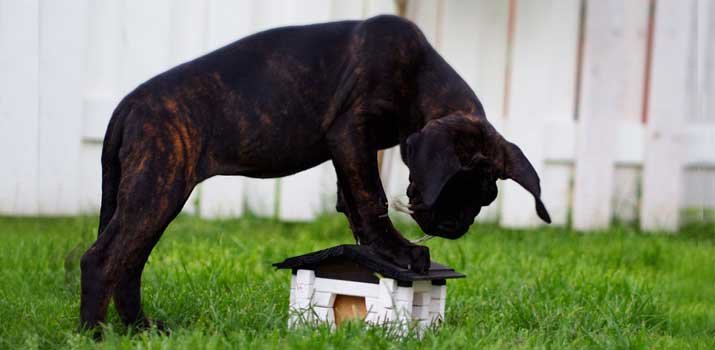 Well fed healthy Cane Corso pup
