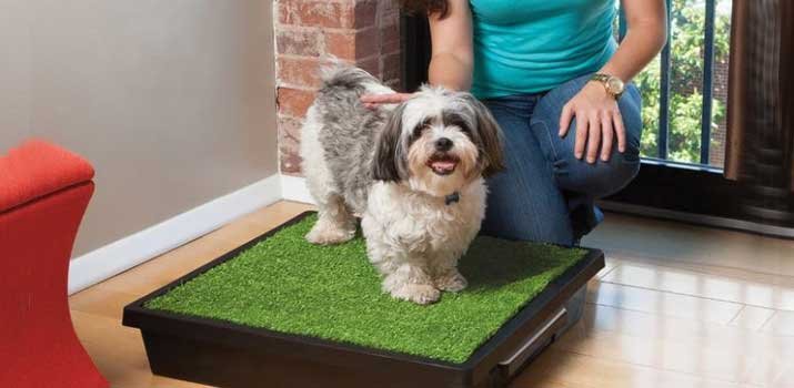 puppy sitting on an indoor dog potty from Petsafe