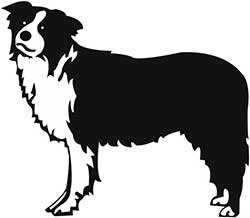 border collie head and body shape
