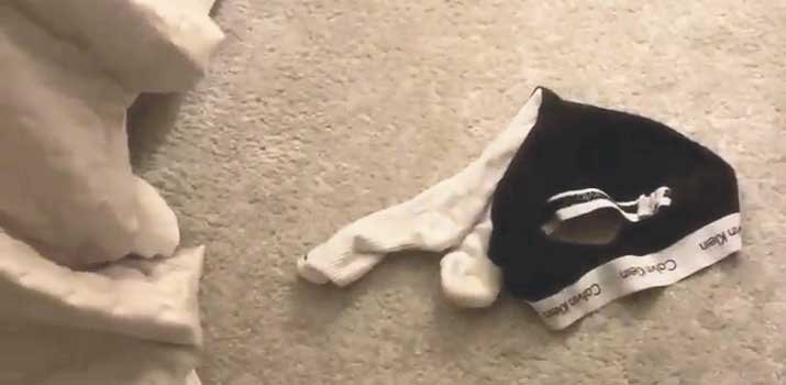 dog played with someone s underwear