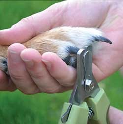 trimming dog nails with a dog nail clipper