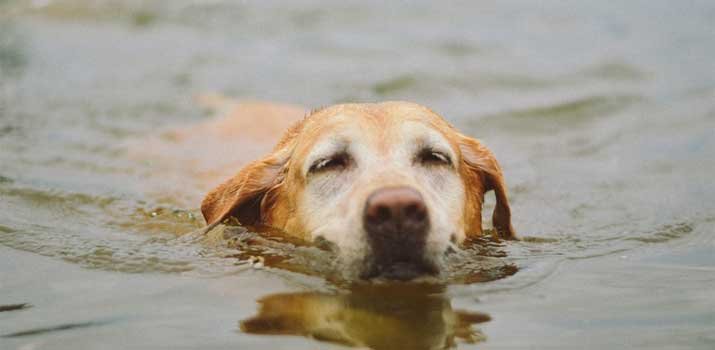 Dog will get water in his ear due to swimming