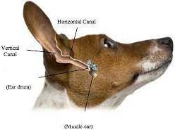 dog ear canal is narrow