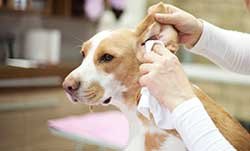 drying a dogs ear