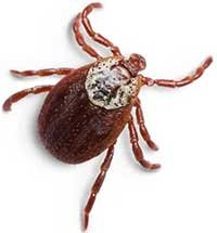 Tick insect