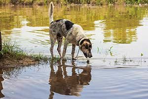 Dog drinking water from a stagnant pond