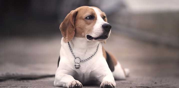 Big Beagle at full groth