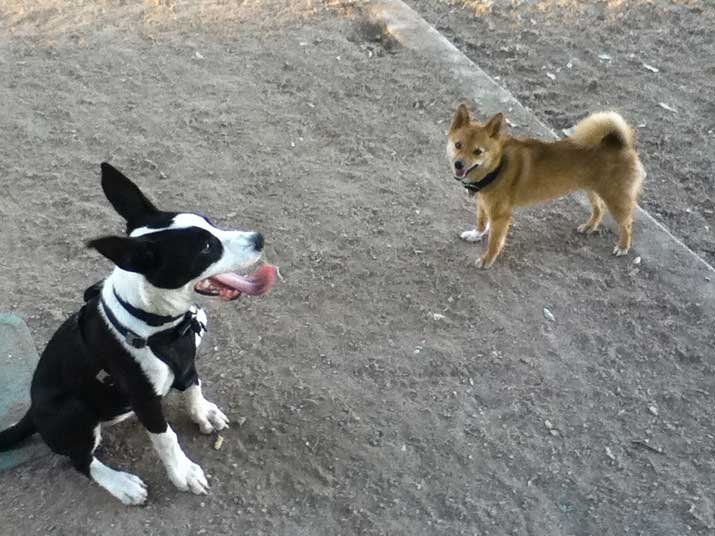 Dog meets new puppy for the first time in park