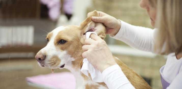 Removing water from dogs ear
