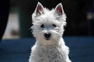 Westies need stimulation and attention
