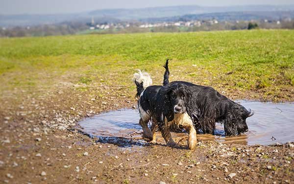 Dogs eating everything in the mud