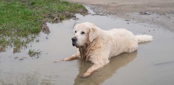 Dog-Likes-Mud-and-Rolling-in-Puddles